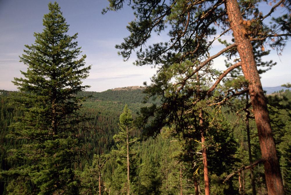 Conifer trees rising above a dense forest that stretches off into the distance